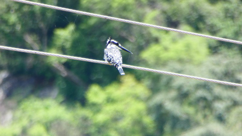 Eisvogel Matobo.jpg